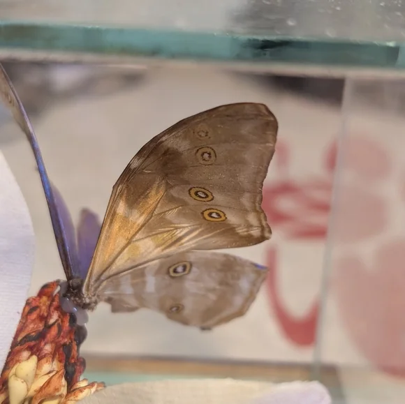 Butterfly Taxidermy Iridescent Blue Glass Dome - Picture 5 of 10